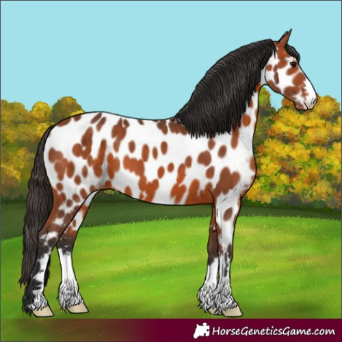 Horse Color:Bay Appaloosa 