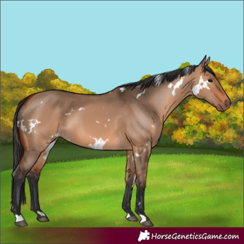 Horse Color:White Spotted Bay Dun