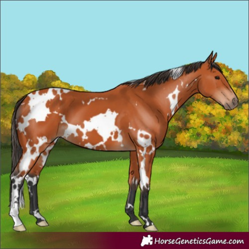 Horse Color:White Spotted Bay 