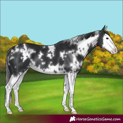 Horse Color:White Spotted Black Splash