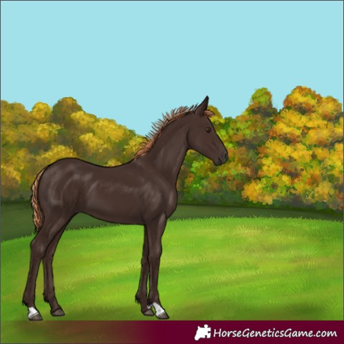 Horse Color:Liver Chestnut 