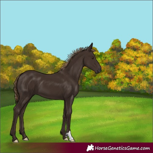 Horse Color:Liver Chestnut 