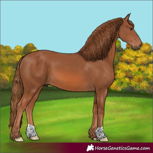 Horse Color:Chestnut 