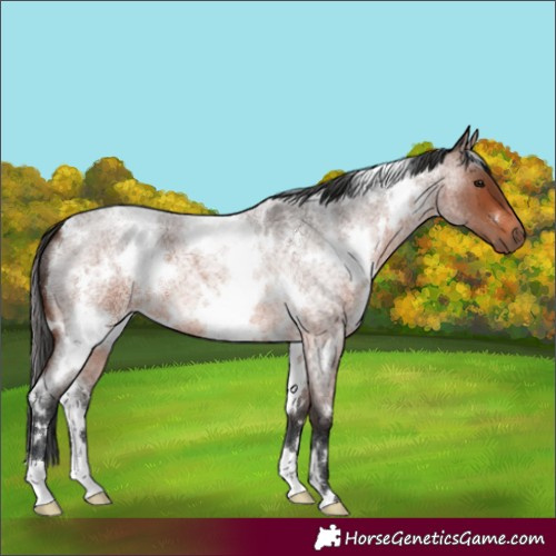 Horse Color:White Spotted Brown Roan 