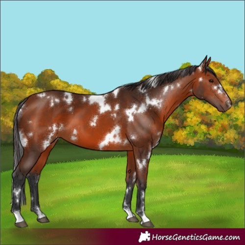 Horse Color:White Spotted Bay 