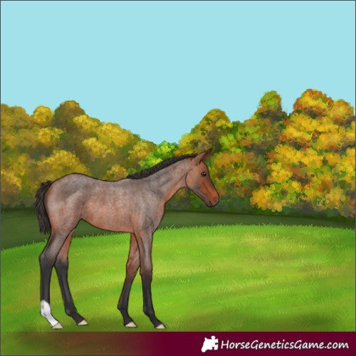 Horse Color:Bay Roan 