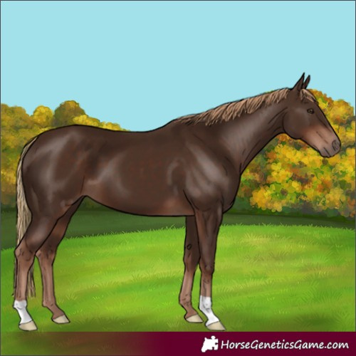 Horse Color:Liver Chestnut 