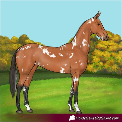 Horse Color:White Spotted Bay 