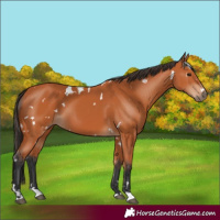 Horse Color:White Spotted Bay 