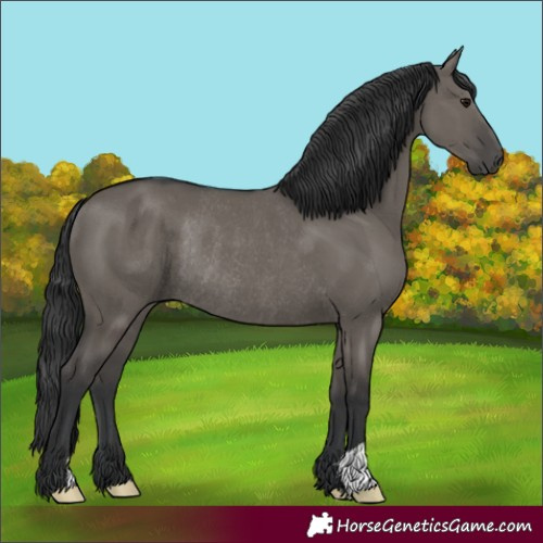 Horse Color:Grullo Rabicano 