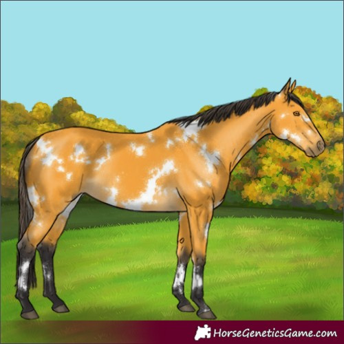 Horse Color:White Spotted Buckskin 