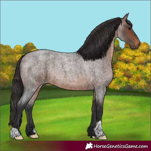 Horse Color:Brown Roan