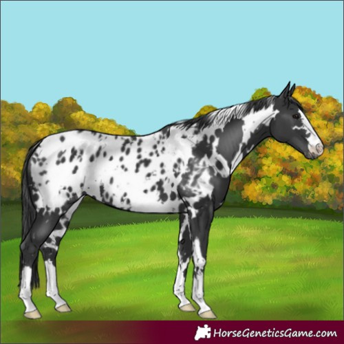 Horse Color:White Spotted Black Near Leopard 