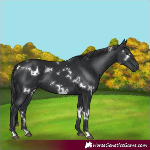 Horse Color:White Spotted Black