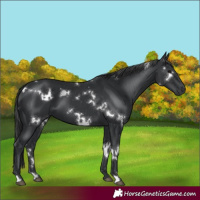 Horse Color:White Spotted Black 