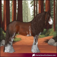 Horse Color:White Spotted Liver Chestnut 