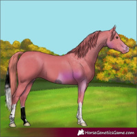 Horse Color:ERROR: UNKNOWN ANOMALY