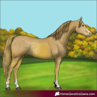 Horse Color:Watercolor Chestnut