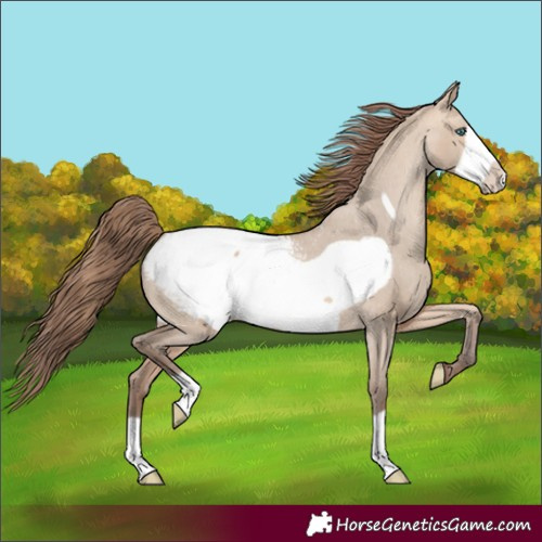 Horse Color:Amber Champagne Dun Frame Appaloosa 