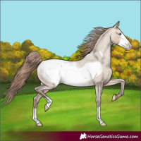 Horse Color:Amber Champagne Dun Frame Appaloosa 