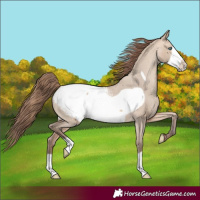 Horse Color:Amber Champagne Dun Frame Appaloosa