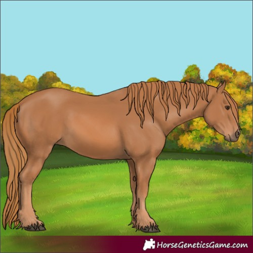 Horse Color:Chestnut 