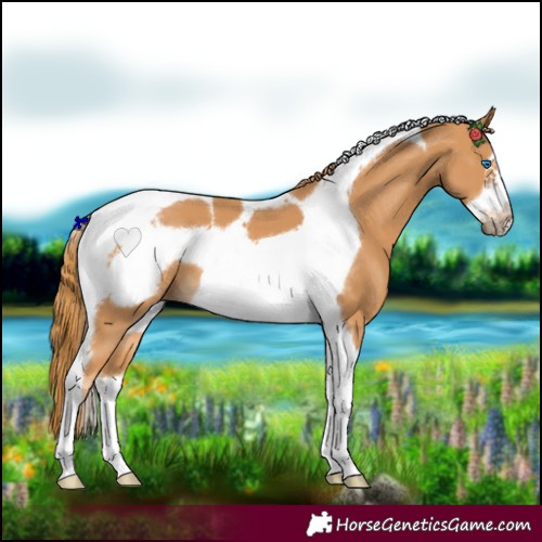 Horse Color:Chestnut Tobiano Frame 