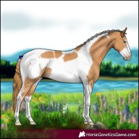Horse Color:Chestnut Tobiano Frame 