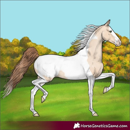 Horse Color:Amber Champagne Dun Splash Tobiano Snowcap 