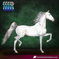 Horse Color:Gray Amber Champagne Dun Splash Tobiano Appaloosa 