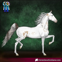 Horse Color:Gray Amber Champagne Dun Splash Tobiano Appaloosa