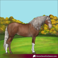 Horse Color:Gray Silver Black Pearl Tobiano