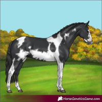 Horse Color:Black Tobiano Frame 