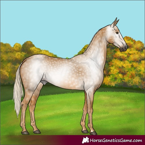 Horse Color:Gray Palomino