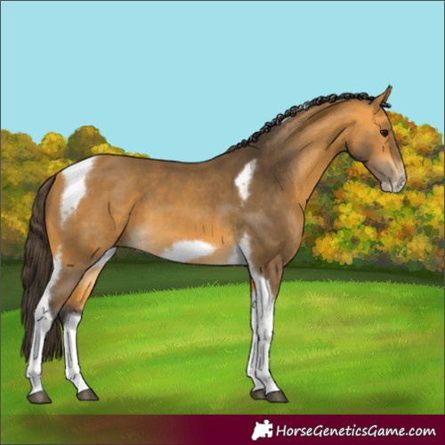Horse Color:Buckskin Tobiano Frame