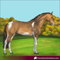 Horse Color:Buckskin Tobiano Frame 