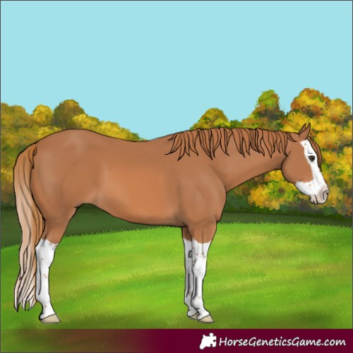 Horse Color:Chestnut Splash 