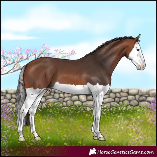 Horse Color:Bay Splash 