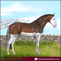 Horse Color:Bay Splash 