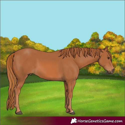 Horse Color:Chestnut 