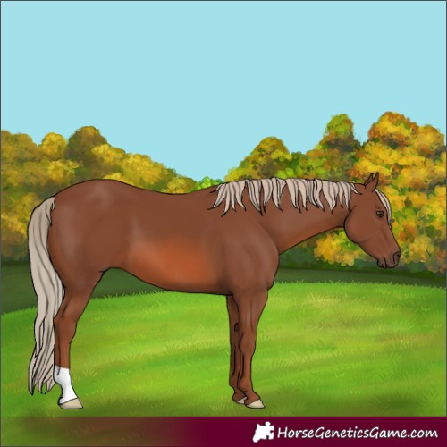 Horse Color:Chestnut 
