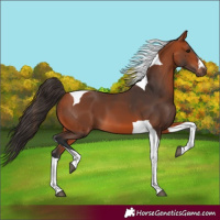 Horse Color:Bay Tobiano 