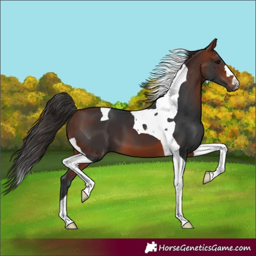 Horse Color:Bay Tobiano 
