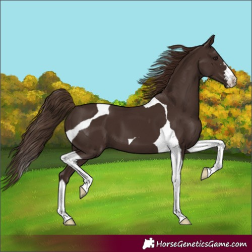 Horse Color:Liver Chestnut Tobiano 