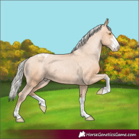 Horse Color:Silver Bay Pearl Appaloosa 