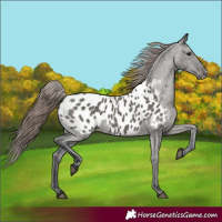 Horse Color:Grullo Appaloosa 