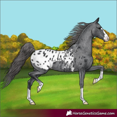 Horse Color:Black Appaloosa 