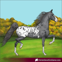 Horse Color:Black Blanket