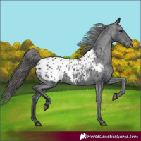 Horse Color:Black Appaloosa 