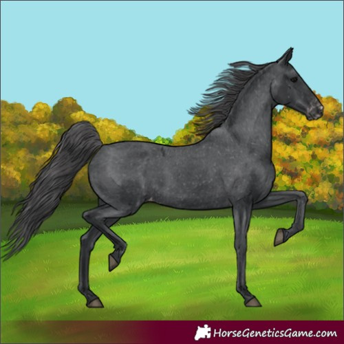 Horse Color:Black Appaloosa 